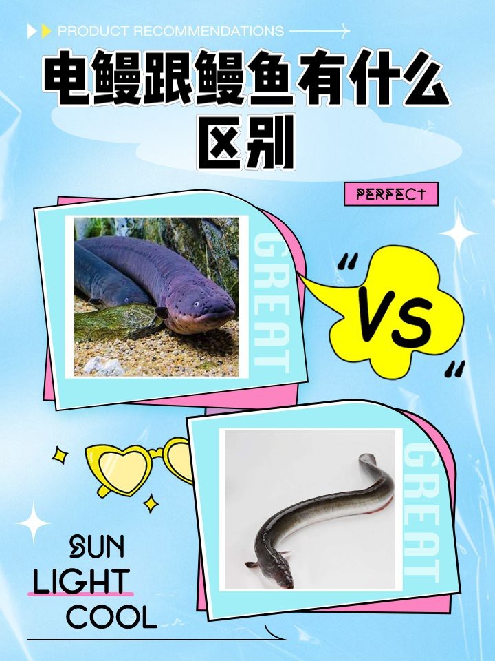 電鰻跟鰻魚有什么區別