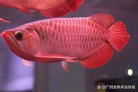 紅龍魚一般價格表