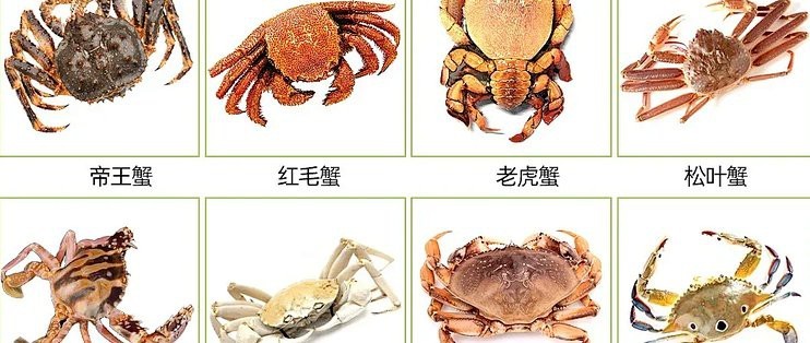 螃蟹品種大全圖 螃蟹品種大全圖 龍魚論壇 第1張