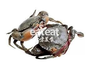 螃蟹品種大全圖 螃蟹品種大全圖 龍魚論壇 第2張