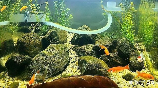 潛水艇魚為什么變成褐色