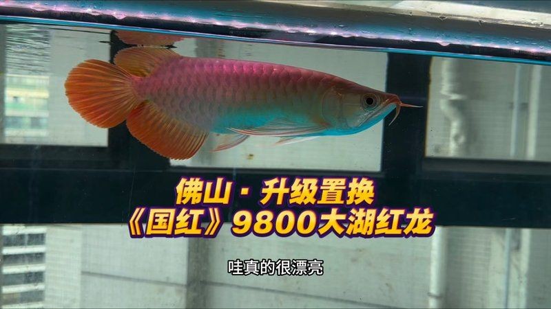 紅龍5A的好還是大湖的好