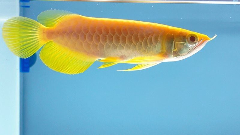 紅眼白子招財龍