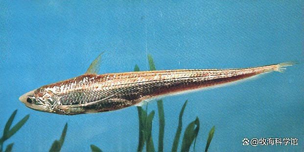 鱭魚與刀魚區(qū)別