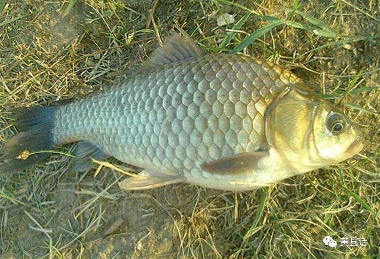 鱭魚與刀魚區(qū)別