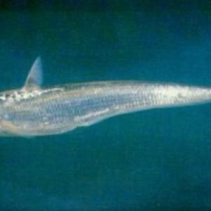 鱭魚與刀魚區(qū)別