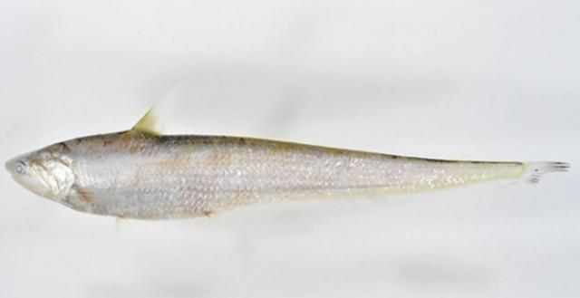 鱭魚與刀魚區(qū)別