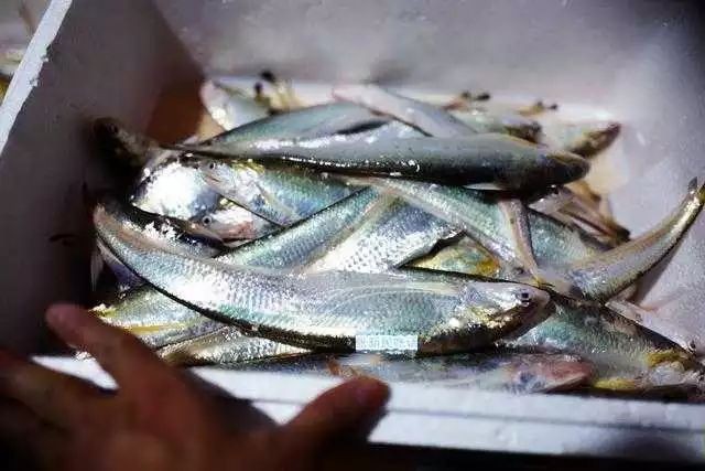 鱭魚與刀魚區(qū)別