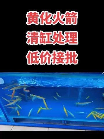 皇家火箭魚價格表