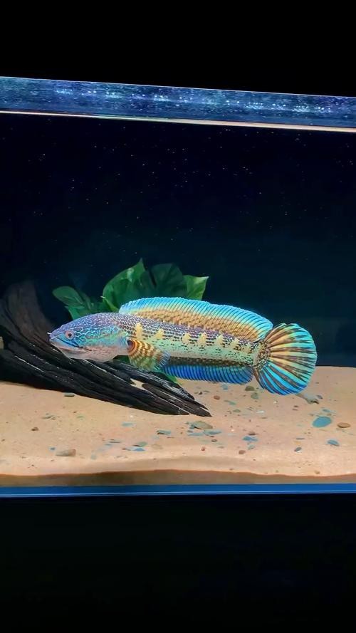 給我一些野生雷龍魚的圖片