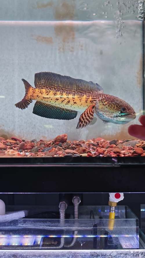 給我一些野生雷龍魚的圖片
