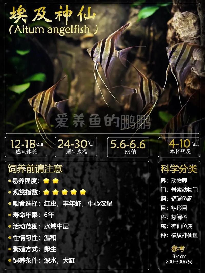 神仙魚圖片大全大圖
