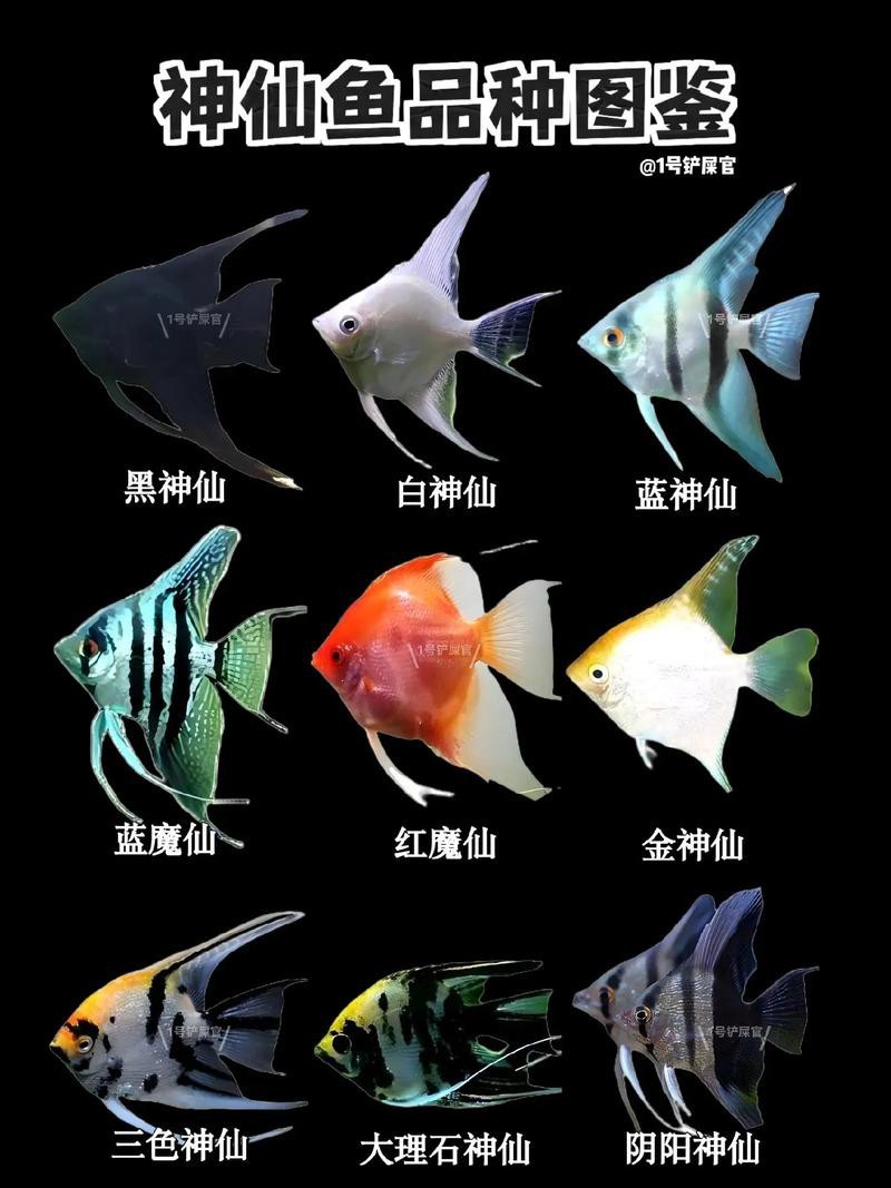 神仙魚圖片大全大圖