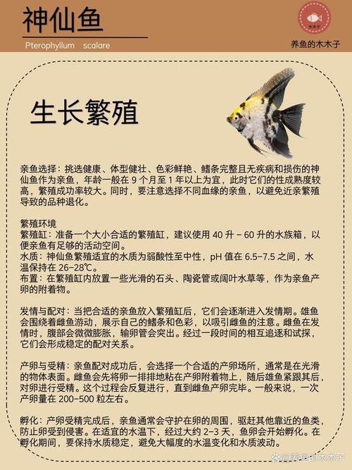 神仙魚圖片大全大圖