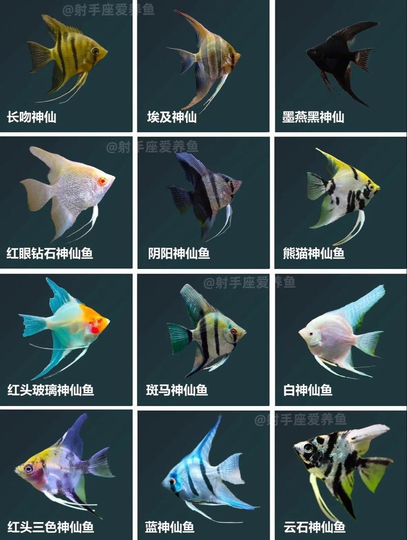 神仙魚圖片大全大圖