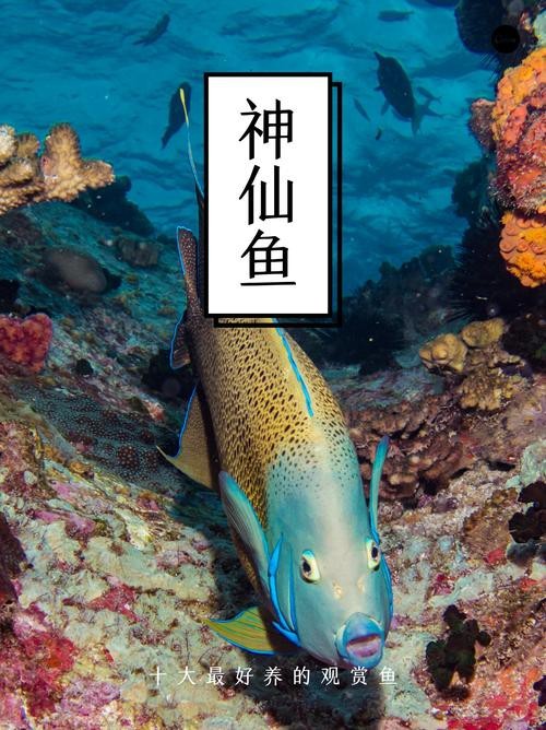 神仙魚圖片大全大圖
