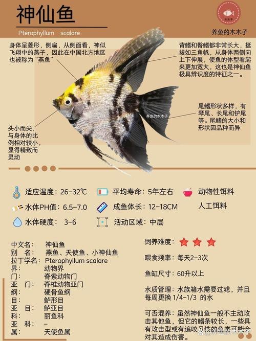 神仙魚圖片大全大圖