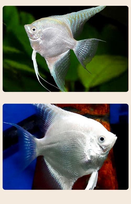 神仙魚圖片大全大圖
