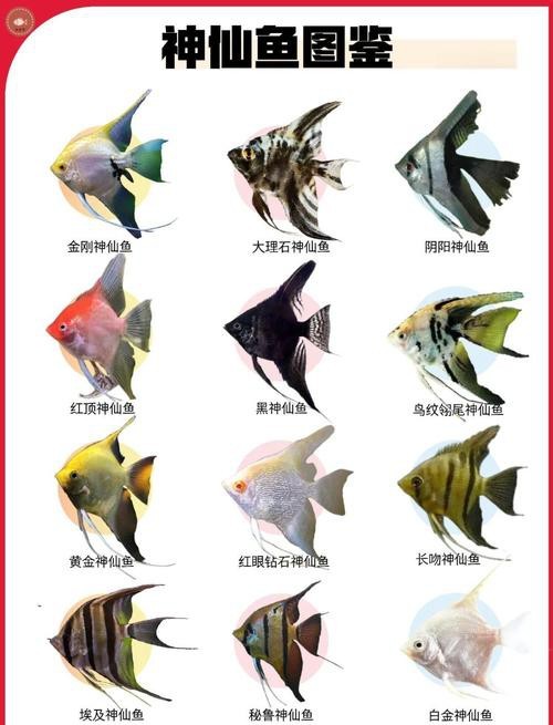 神仙魚圖片大全大圖