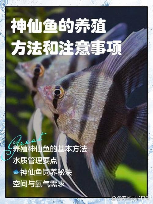 神仙魚圖片大全大圖