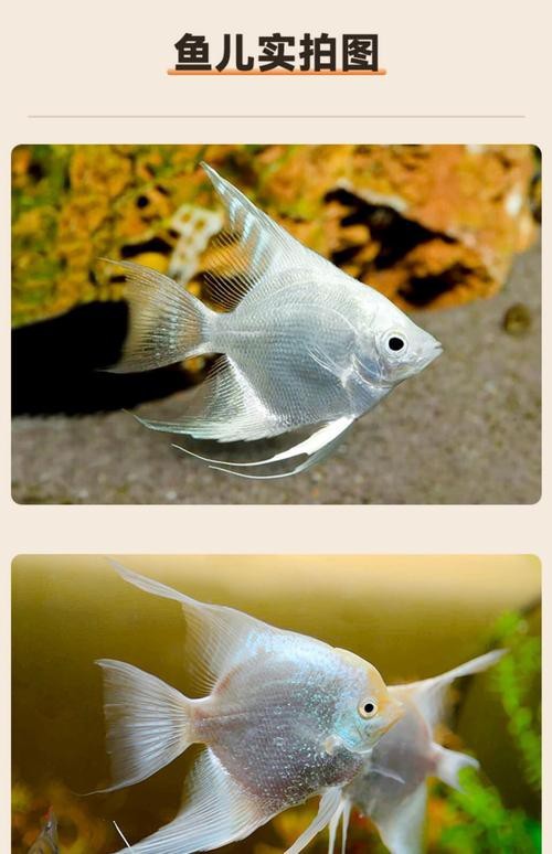 神仙魚圖片大全大圖