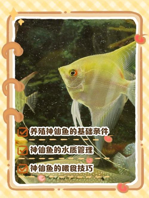神仙魚圖片大全大圖
