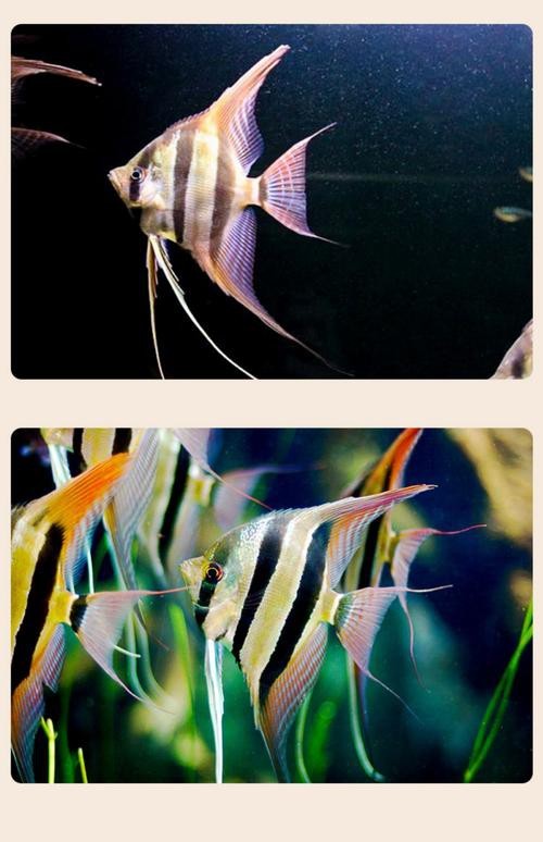 神仙魚圖片大全大圖