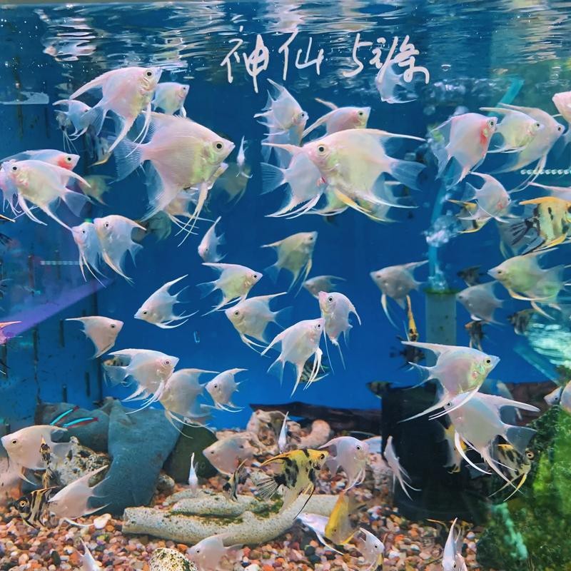 神仙魚圖片大全大圖