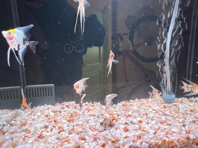 神仙魚圖片大全大圖