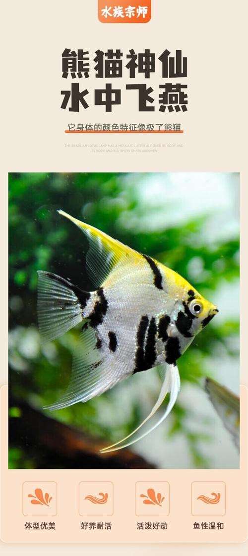 神仙魚圖片大全大圖