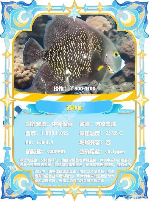 神仙魚圖片大全大圖