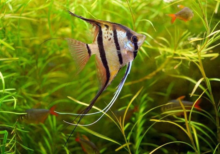 神仙魚圖片大全大圖