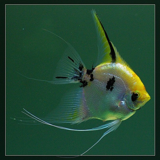 神仙魚圖片大全大圖
