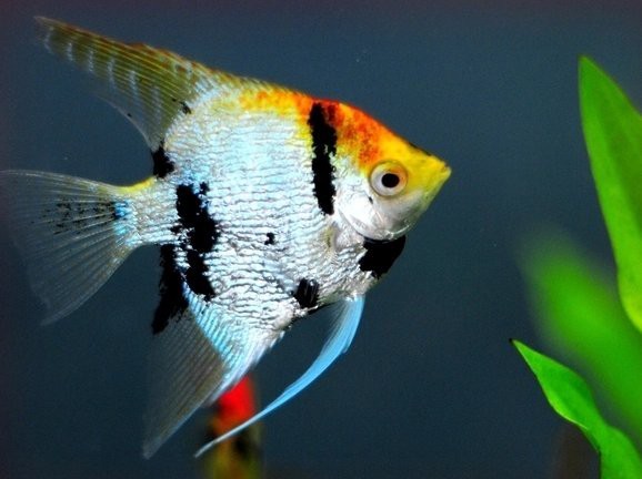 神仙魚圖片大全大圖