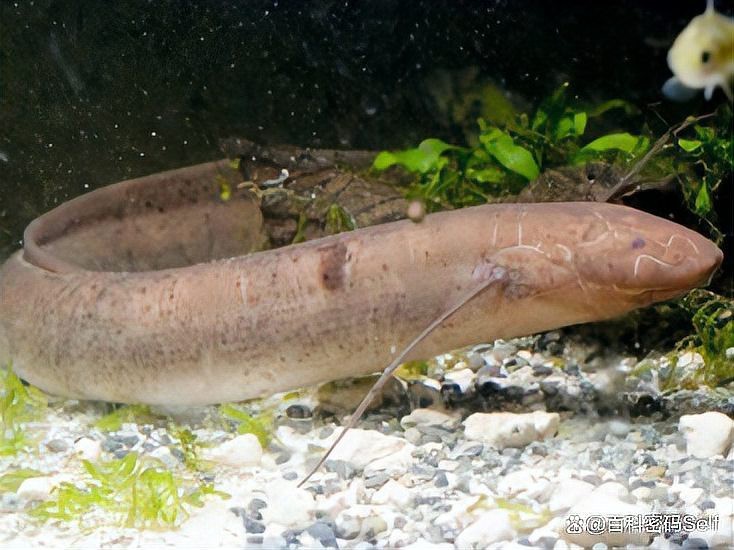 肺魚能在陸地上生活嗎