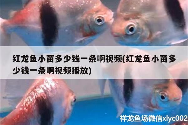 張掖市甘州區(qū)巨金水族生態(tài)魚缸店（張掖市甘州區(qū)巨金水族生態(tài)魚缸店電話）