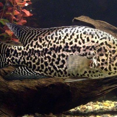 花老虎魚能長多大