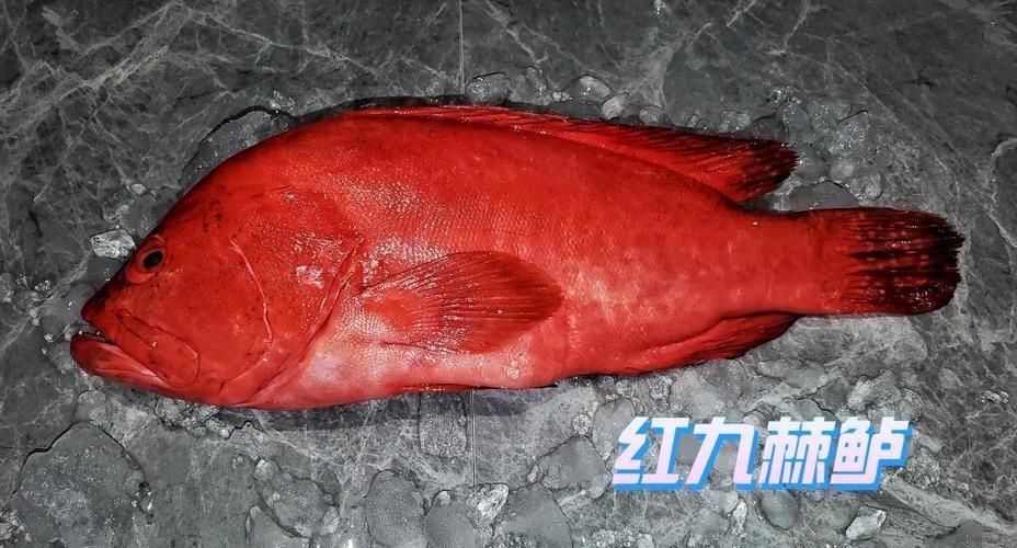 紅色海魚(yú)圖片大全
