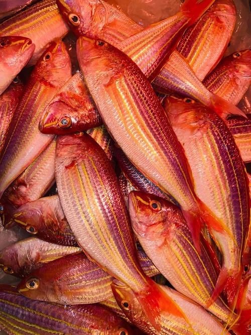 紅色海魚(yú)圖片大全