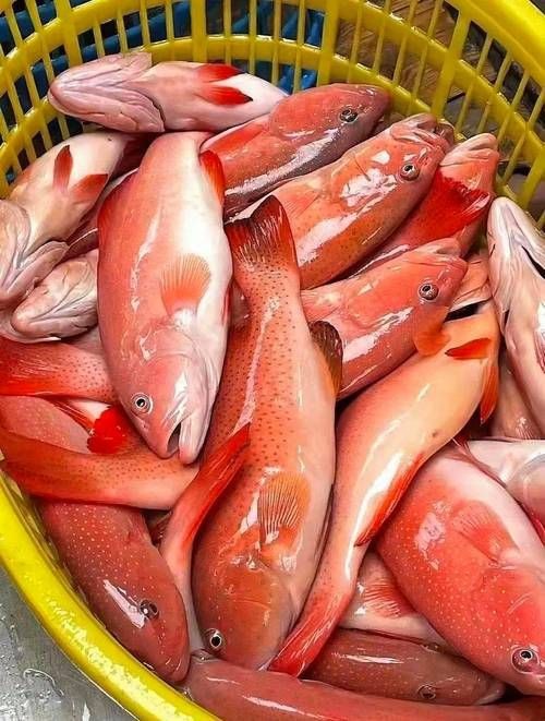 紅色海魚(yú)圖片大全