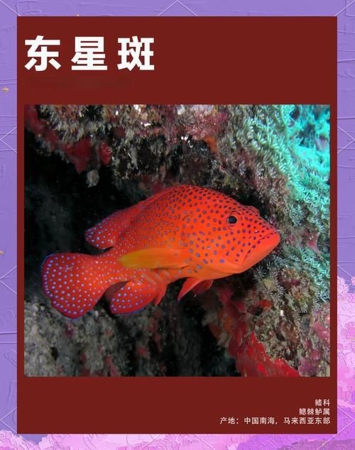 紅色海魚(yú)圖片大全