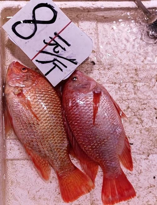 紅色海魚(yú)圖片大全