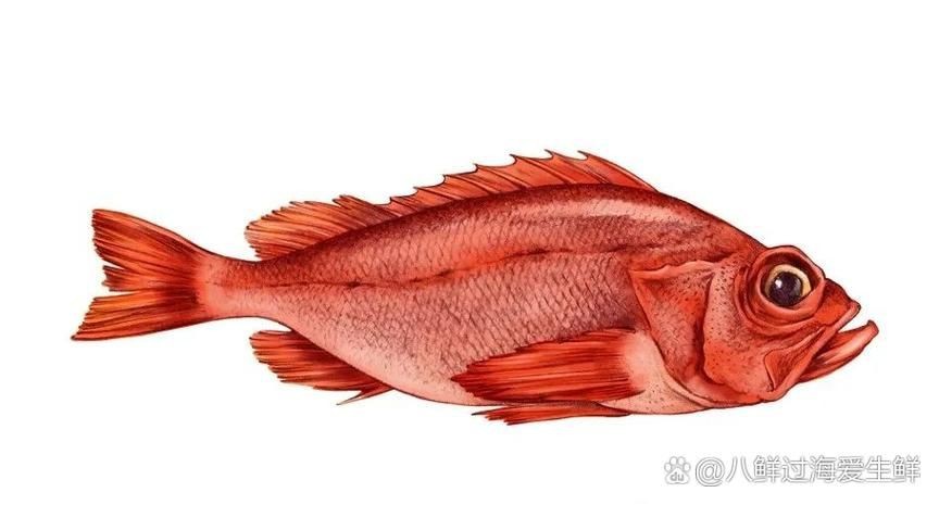 紅色海魚(yú)圖片大全