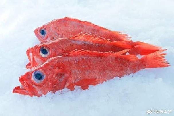 紅色海魚(yú)圖片大全