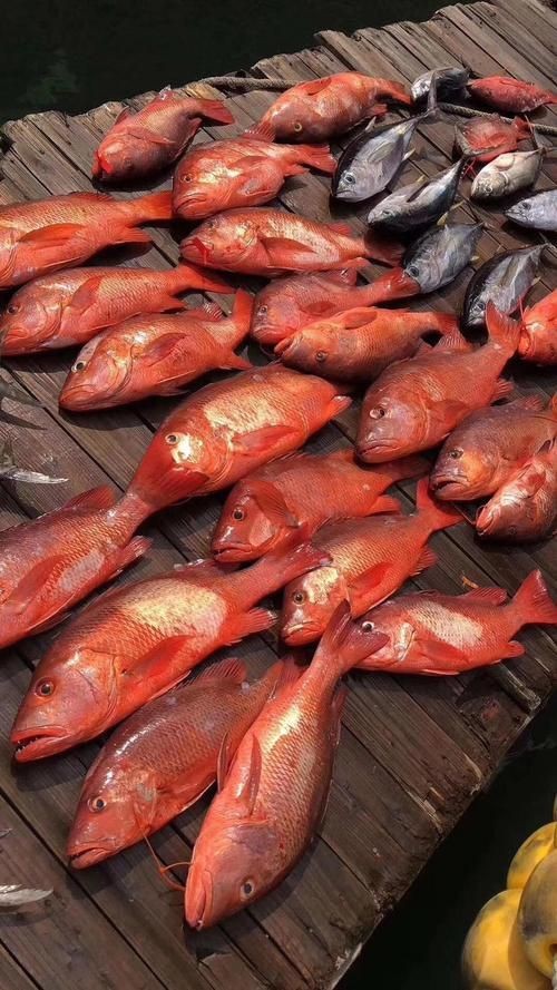 紅色海魚(yú)圖片大全