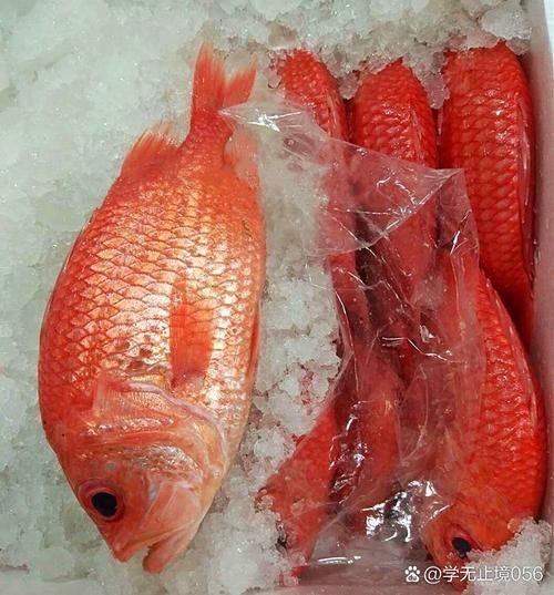紅色海魚(yú)圖片大全