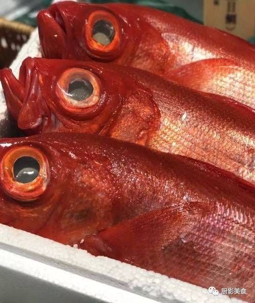 紅色海魚(yú)圖片大全