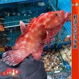 紅色海魚(yú)圖片大全