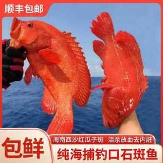 紅色海魚(yú)圖片大全