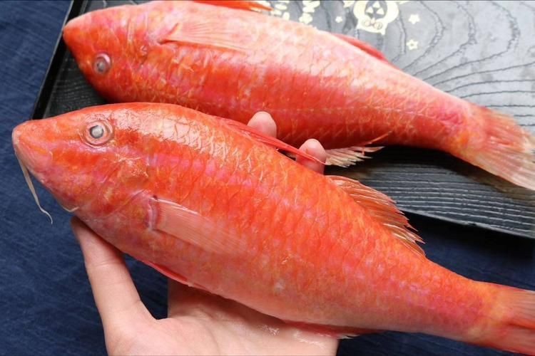 紅色海魚(yú)圖片大全
